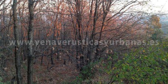 EL BOSQUE QUE MIRA AL VALLE