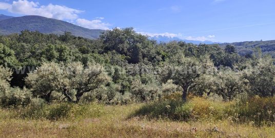 BANCAL DE OLIVOS EN TALAVERUELA