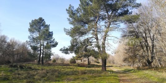 RIBEREÑA DEL TIÉTAR