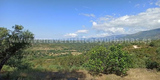 OLIVAR DEL VALLE