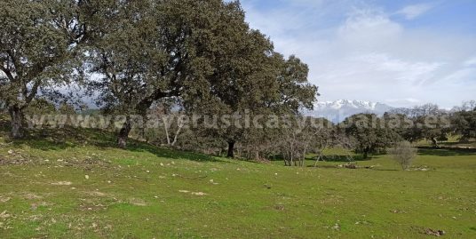 COLLADO DE NAVINCOSA