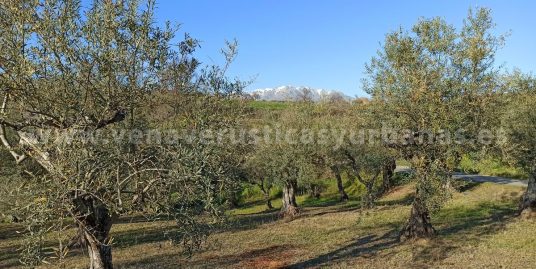 OLIVAR SOBRE BOGUILLAS