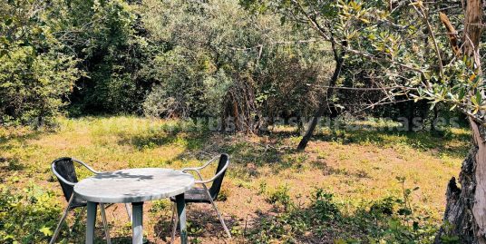 MI OLIVAR AL SUR DEL PUEBLO