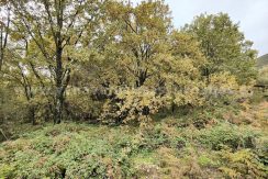 IMG20251117142659_result