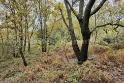 IMG20251117143052 (1)_result