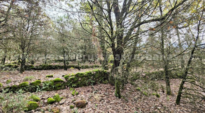 IMG20251117143116 (1)_result