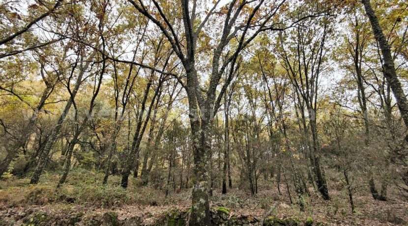 IMG20251117143154 (1)_result