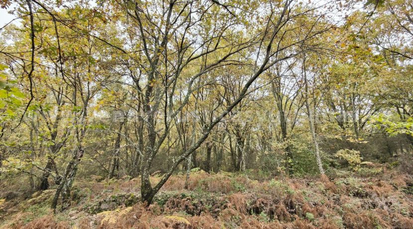 IMG20251117143339_result