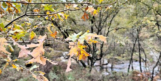 EN LA ORILLA DE LA GARGANTA