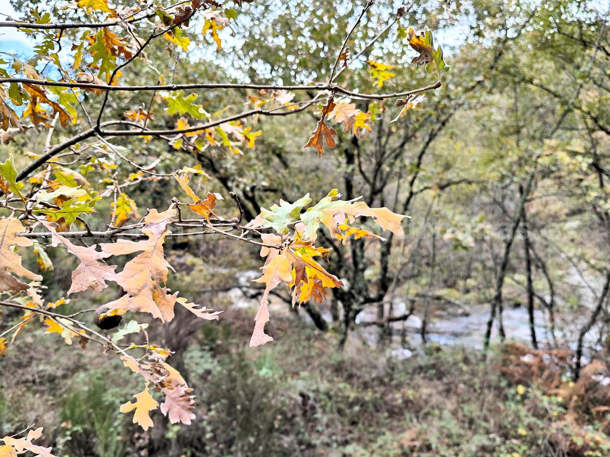 EN LA ORILLA DE LA GARGANTA
