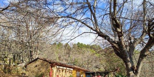 LA MAGIA DEL CASTAÑAR