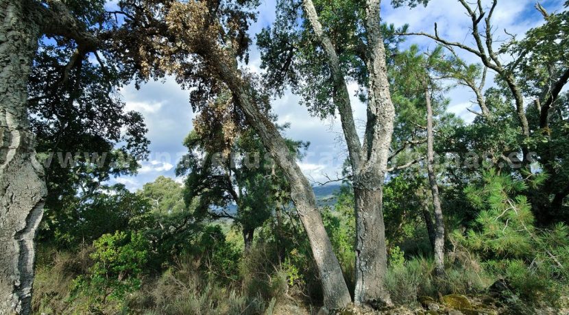 IMG20241024103743_result