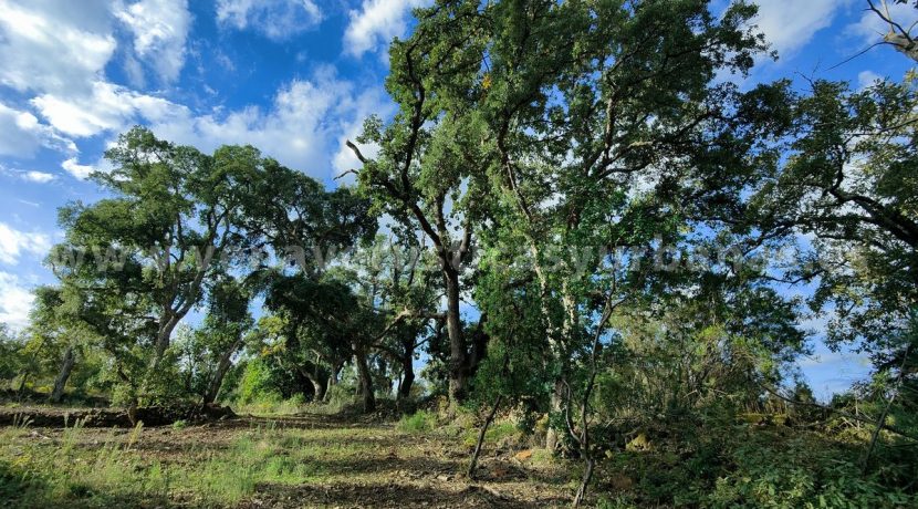 IMG20241024104023_result