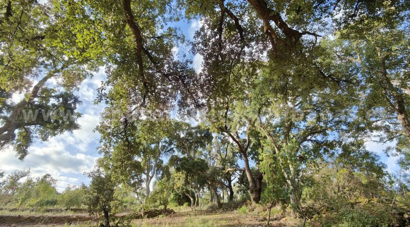 IMG20241024104356_result