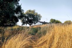 IMG20250703085147 (1)_result