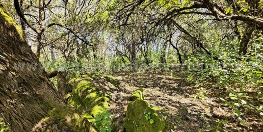 BOSQUE Y LUZ