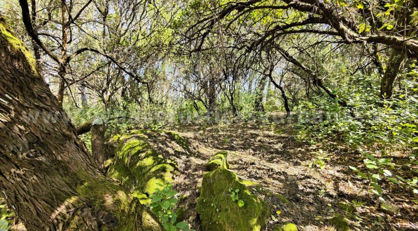 IMG20260323130037 (1)_result