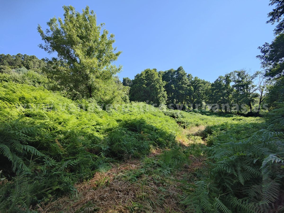 EN EL FRONDOSO VALLE