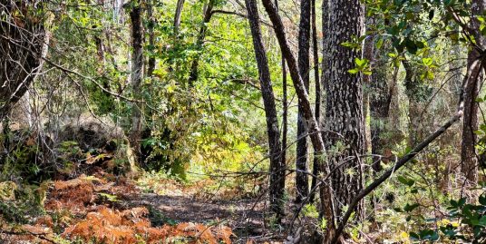 BOSQUE BONITO